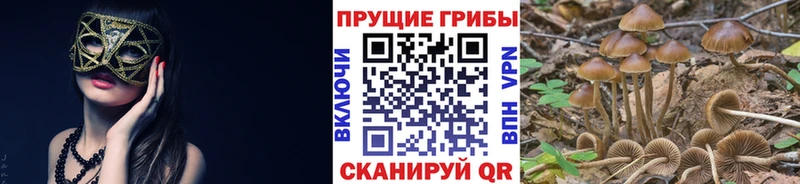 Псилоцибиновые грибы Psilocybe  Ленинск 